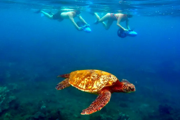 a turtle swimming under water