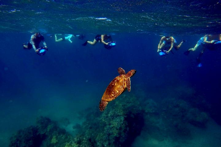 a group of people swimming in the water