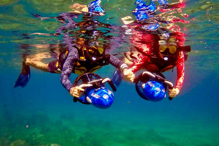 a group of colorful swimming in the water