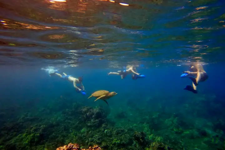 a bird flying over a body of water