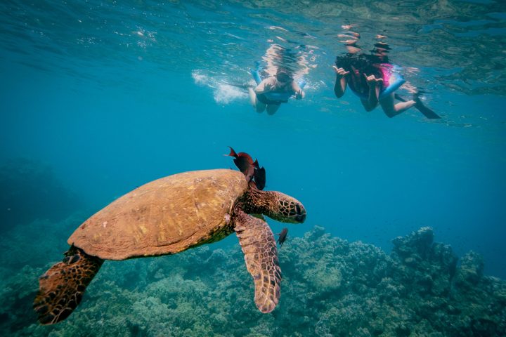 a turtle swimming under water