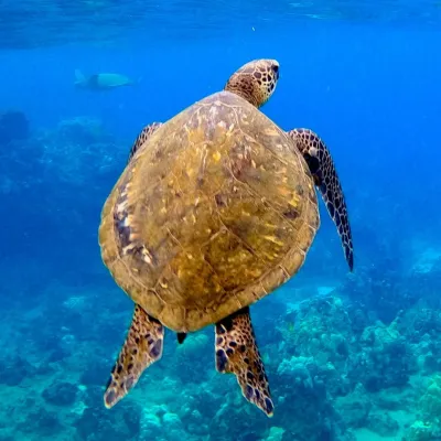 a turtle swimming under water