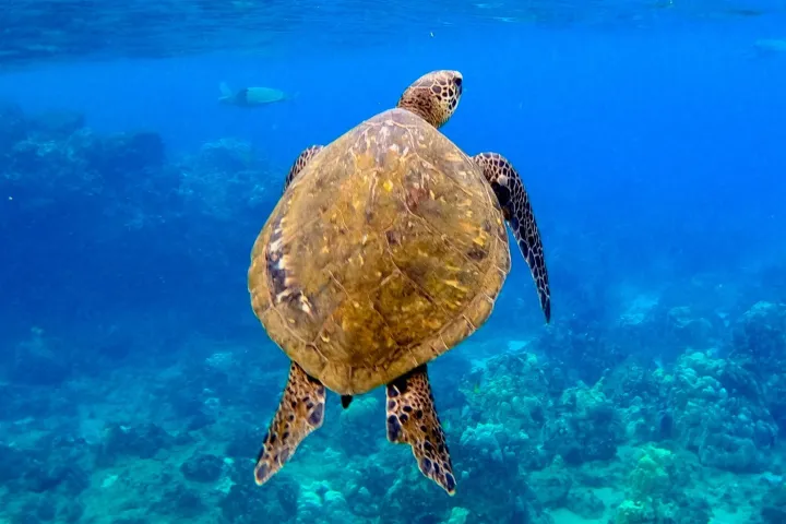 a turtle swimming under water