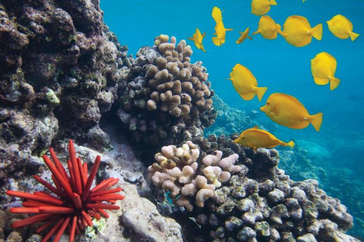 underwater view of a large rock