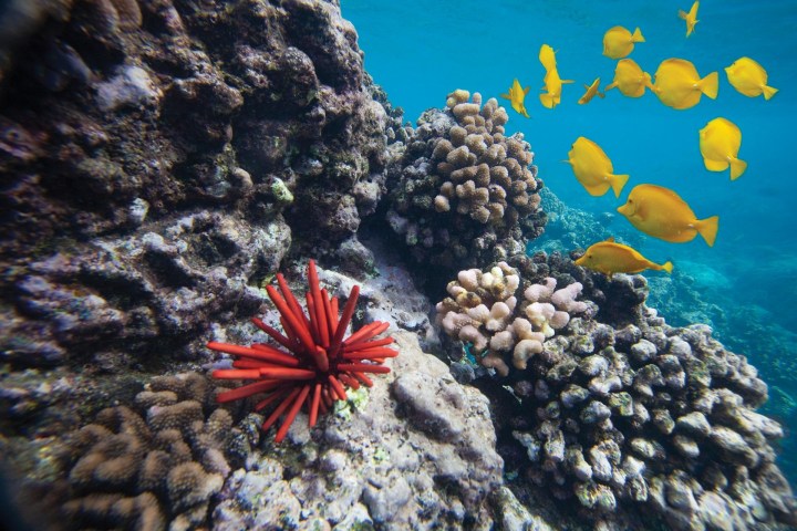 underwater view of a coral